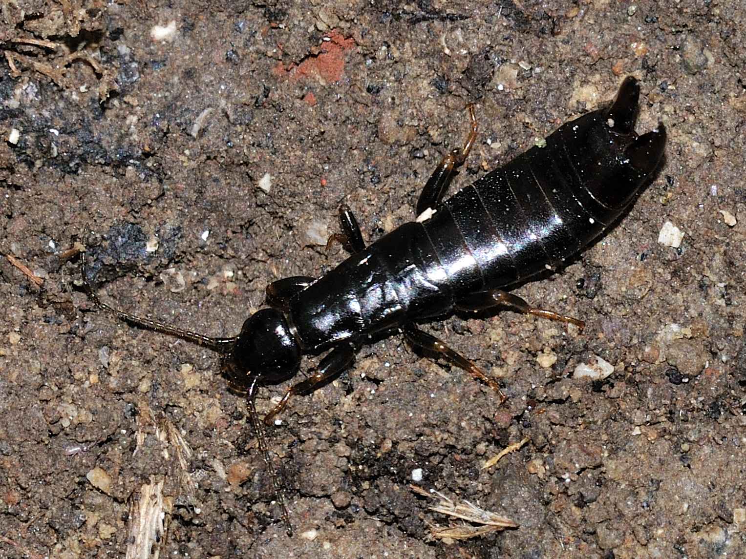 Anisolabididae - Euborellia moesta femmina